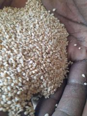 White Sesame Seeds – product photo 3, product detail gallery
